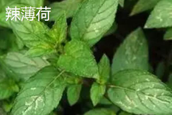 薄荷有什么种类，主要分为辣薄荷、圆叶薄荷等品种
