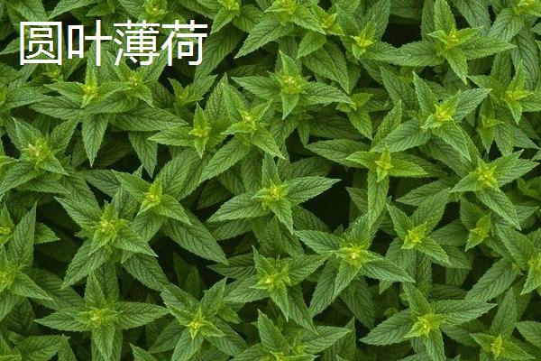 薄荷有什么种类，主要分为辣薄荷、圆叶薄荷等品种