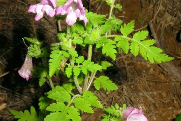 松蒿的简介，属于玄参科草本植物
