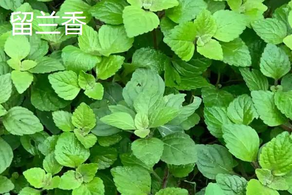 薄荷有什么种类，主要分为辣薄荷、圆叶薄荷等品种