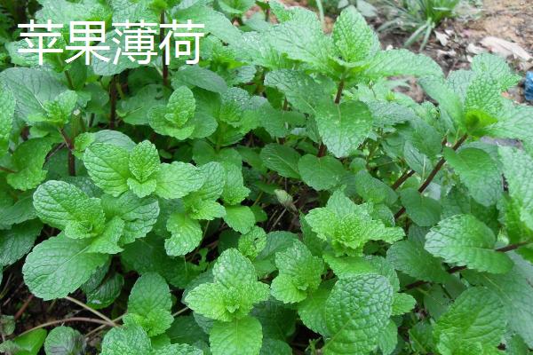 薄荷有什么种类，主要分为辣薄荷、圆叶薄荷等品种