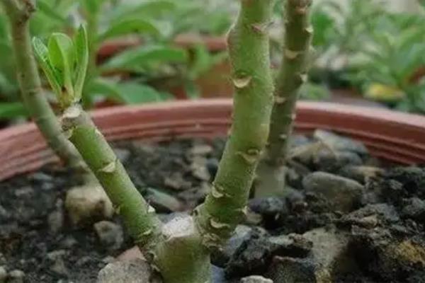 芙蓉花的扦插养殖方法，最好是在春季节进行