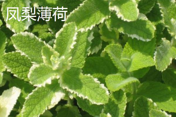 薄荷有什么种类，主要分为辣薄荷、圆叶薄荷等品种