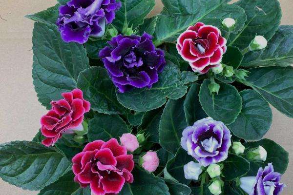 芙蓉花的扦插养殖方法，最好是在春季节进行