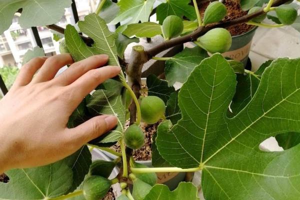 盆栽无花果什么时候剪枝，通常在3月份进行截顶