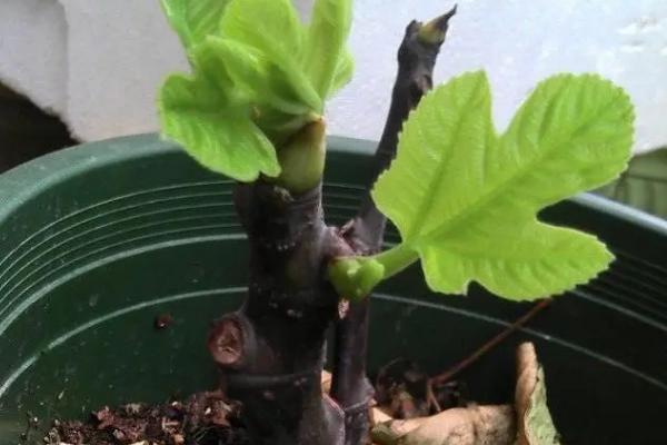 盆栽无花果什么时候剪枝，通常在3月份进行截顶
