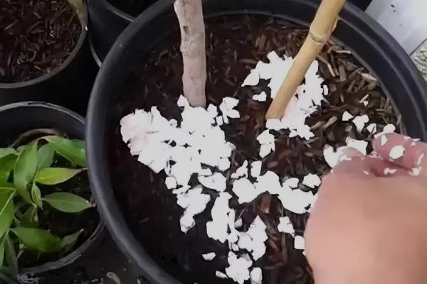芙蓉花的扦插养殖方法，最好是在春季节进行