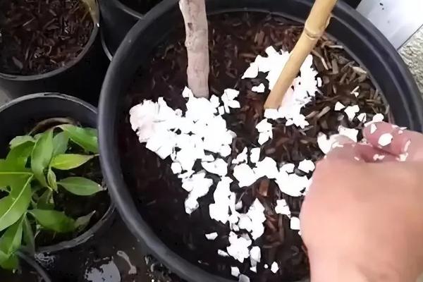 盆栽无花果什么时候剪枝，通常在3月份进行截顶