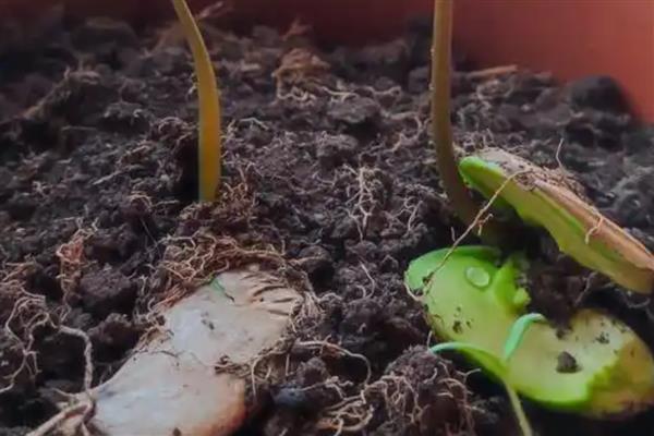 怎样自己在家种芒果，适宜在春季的3-4月份种植