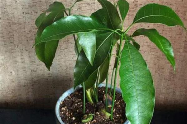 怎样自己在家种芒果，适宜在春季的3-4月份种植