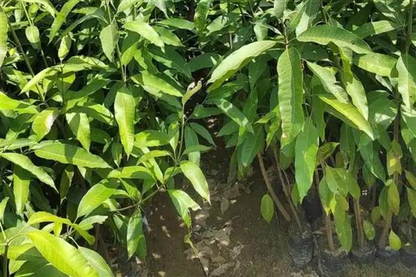 怎样自己在家种芒果，适宜在春季的3-4月份种植