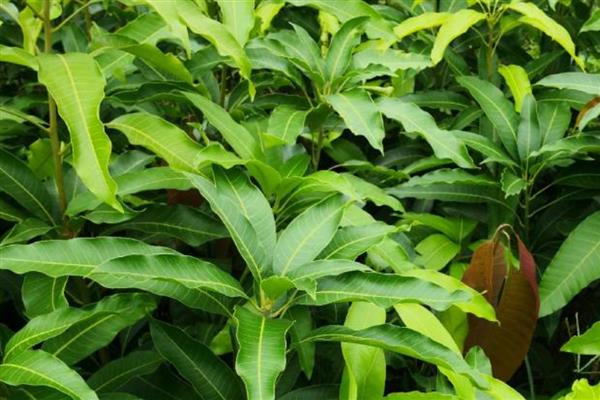 怎样自己在家种芒果，适宜在春季的3-4月份种植