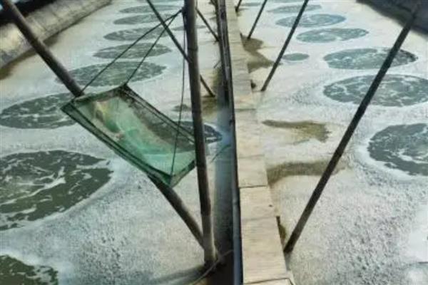 在大棚内养殖南美白对虾的效益，毛收入大概为2-2.8万元左右