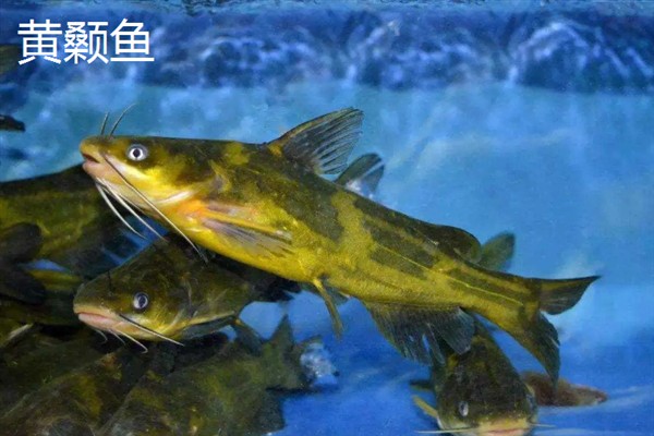 黄颡鱼和鲶鱼的区别，其尾部、体重均不同