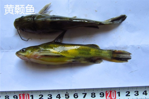 黄颡鱼和鲶鱼的区别，其尾部、体重均不同
