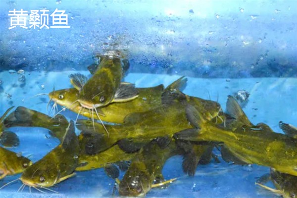 黄颡鱼和鲶鱼的区别，其尾部、体重均不同