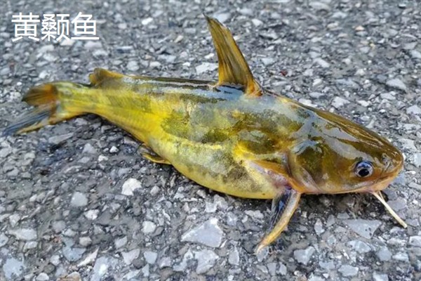 黄颡鱼和鲶鱼的区别，其尾部、体重均不同