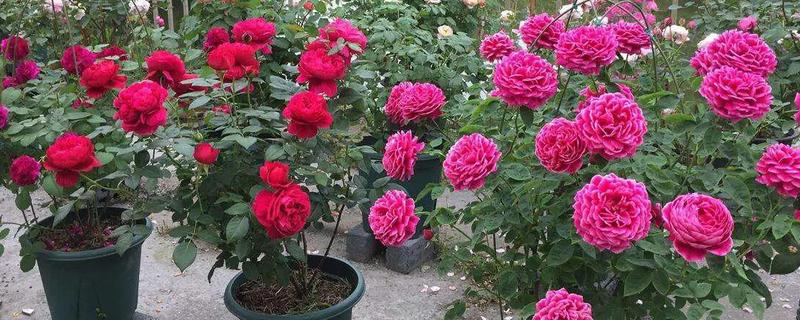 月季用什么药既防病又防虫，可选择多菌灵或百菌清