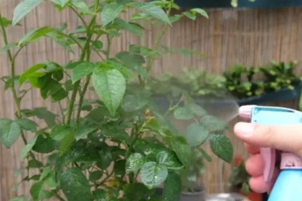 月季用什么药既防病又防虫，可选择多菌灵或百菌清