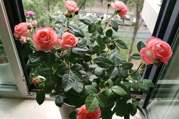 月季用什么药既防病又防虫，可选择多菌灵或百菌清