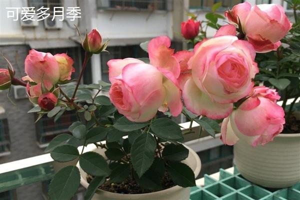 适合阳台的月季品种，推荐冥王星、红苹果等