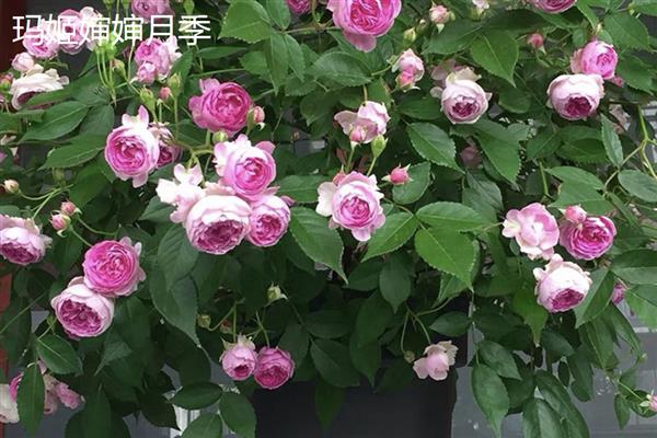 适合阳台的月季品种，推荐冥王星、红苹果等
