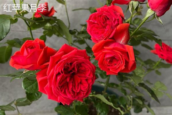 适合阳台的月季品种，推荐冥王星、红苹果等