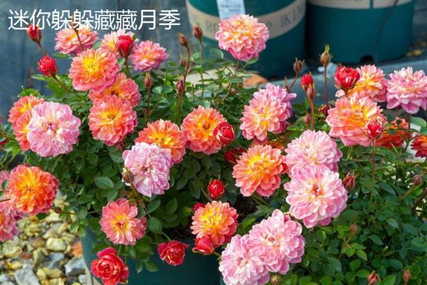 适合阳台的月季品种，推荐冥王星、红苹果等