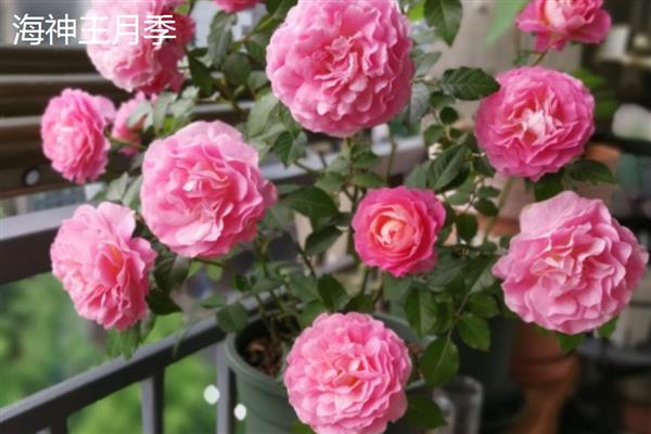 适合阳台的月季品种，推荐冥王星、红苹果等