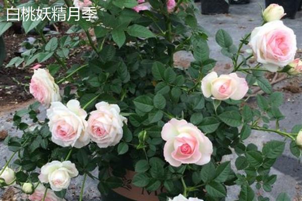 适合阳台的月季品种，推荐冥王星、红苹果等