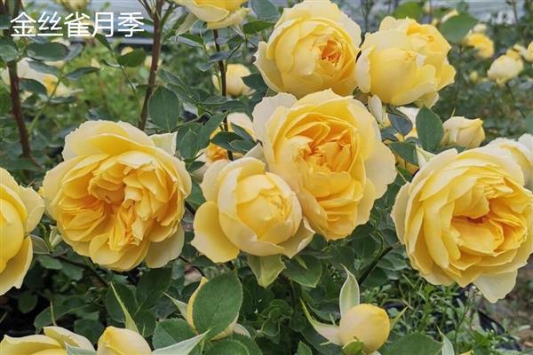 适合阳台的月季品种，推荐冥王星、红苹果等