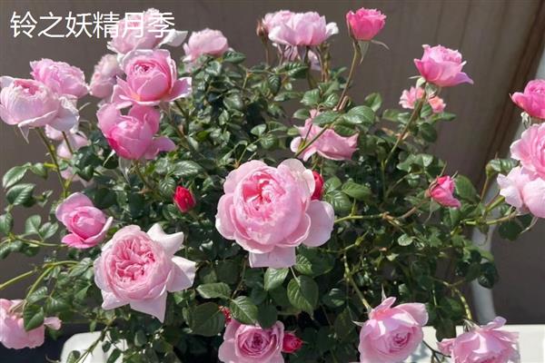 适合阳台的月季品种，推荐冥王星、红苹果等