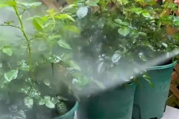 适合阳台的月季品种，推荐冥王星、红苹果等