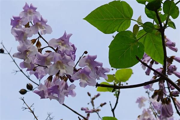 泡桐树可以活多少年，能活30-40年左右