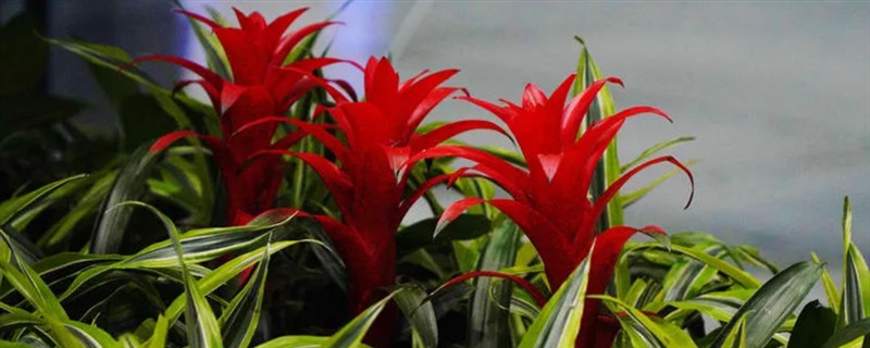 鸿运当头有毒吗，有微弱的毒性