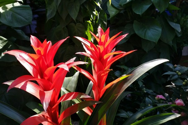 鸿运当头有毒吗，有微弱的毒性