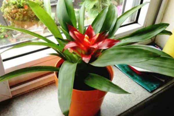 鸿运当头有毒吗，有微弱的毒性