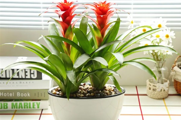 鸿运当头有毒吗，有微弱的毒性