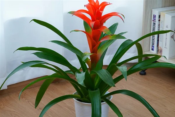 鸿运当头有毒吗，有微弱的毒性