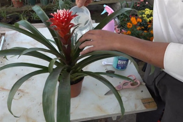 鸿运当头有毒吗，有微弱的毒性