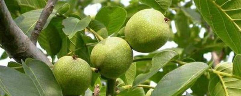 门前为什么不栽大核桃树，会招惹蚊虫且难以清扫