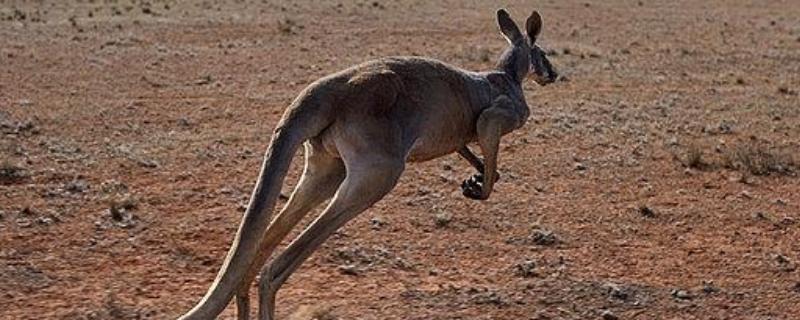 袋鼠的品种，常见的有红袋鼠、东部灰大袋鼠等