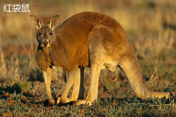 袋鼠的品种,常见的有红袋鼠、东部灰大袋鼠等