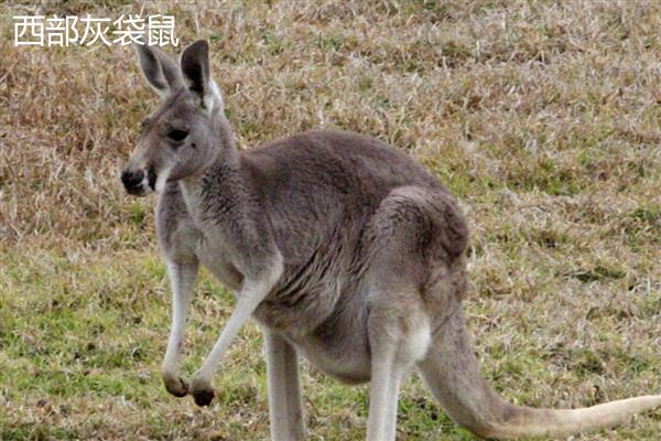 袋鼠的品种,常见的有红袋鼠、东部灰大袋鼠等
