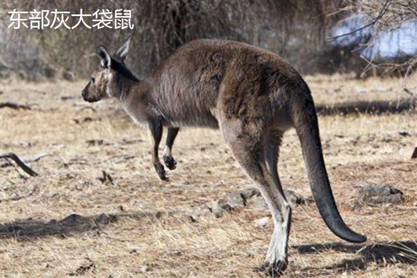 袋鼠的品种,常见的有红袋鼠、东部灰大袋鼠等