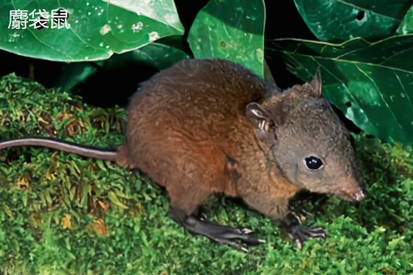 袋鼠的品种,常见的有红袋鼠、东部灰大袋鼠等