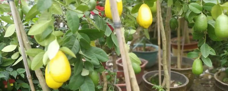 室外柠檬树如何安全过冬,冬季每个月需要浇4-5次水