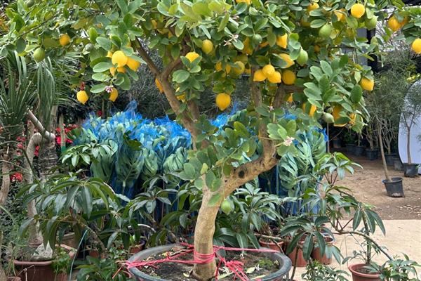 室外柠檬树如何安全过冬,冬季每个月需要浇4-5次水