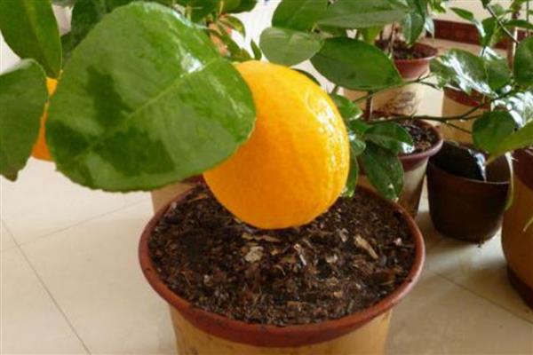 室外柠檬树如何安全过冬,冬季每个月需要浇4-5次水