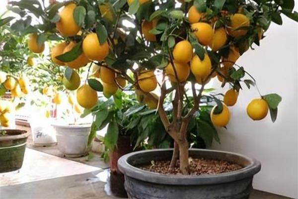 室外柠檬树如何安全过冬,冬季每个月需要浇4-5次水